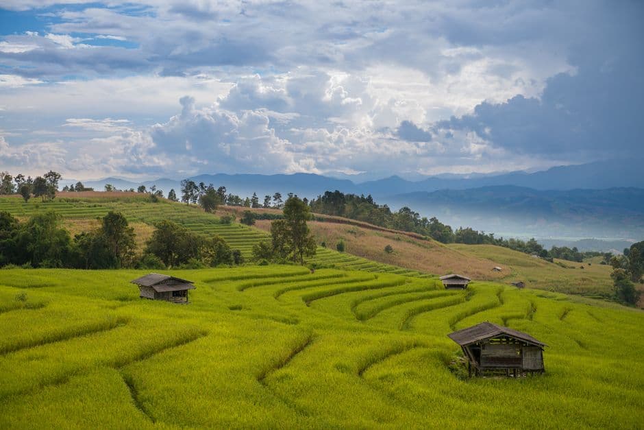 Agricultural field representing contract farming
